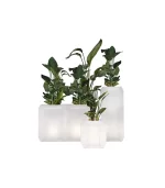 Lecio my gem il planter 1