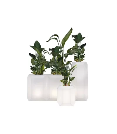 Lecio my gem il planter 1