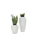 Lecio my skin planter 1