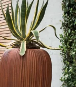 Lecio my skin planter 6